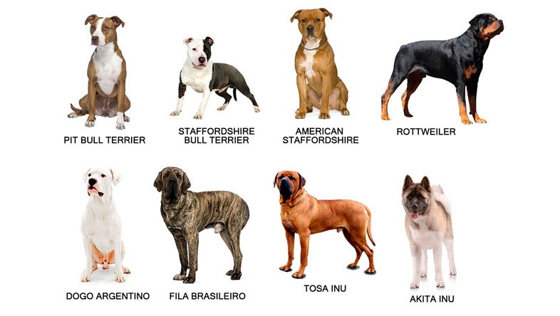 Perros PPP España 2025: Razas, Licencia, Seguro RC Obligatorio