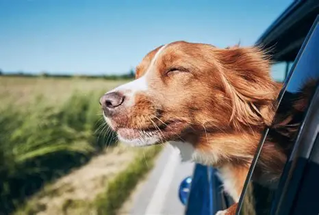 Viajar con tu perro en coche en España 2025:normas DGT, seguridad y guía práctica