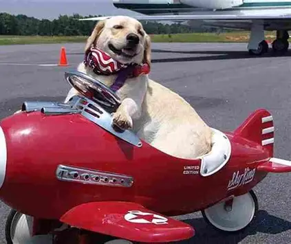 Viajar en avión con tu perro en España 2025: guía completa y fácil